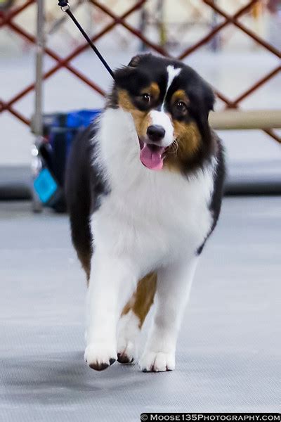 Blue ridge classic dog show. Things To Know About Blue ridge classic dog show. 